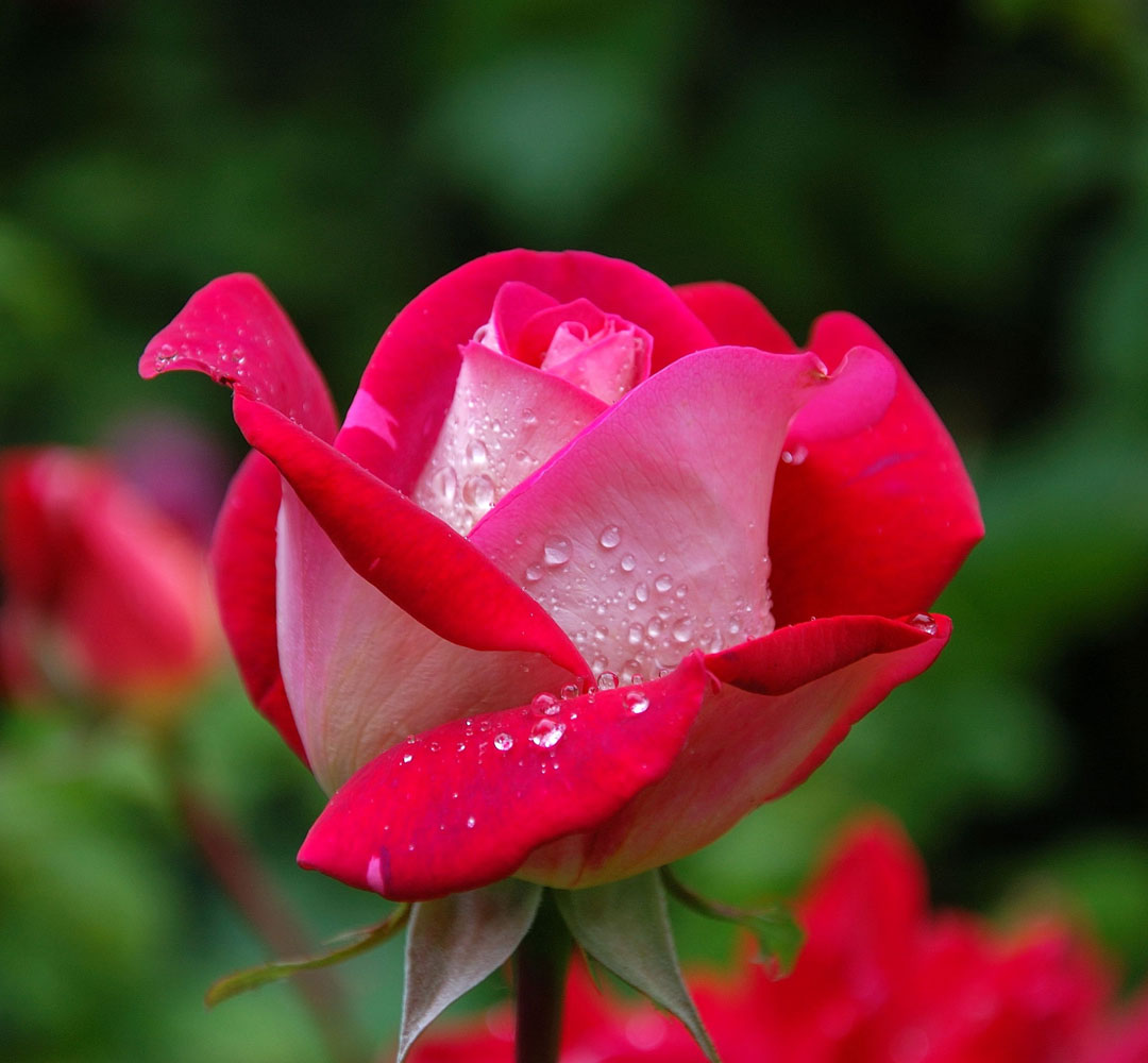 Boston Flower & Garden Show Northeast Unlimited Tours