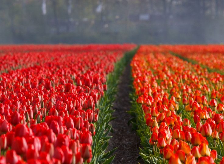 Canadian Tulip Festival