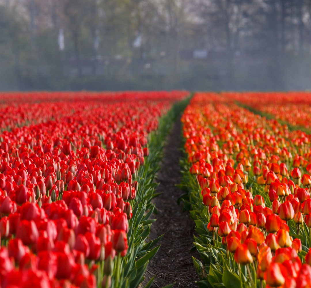 Canadian Tulip Festival Northeast Unlimited Tours